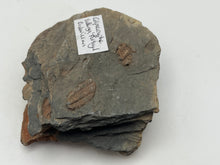 Load image into Gallery viewer, Colpocoryphe Trilobites
