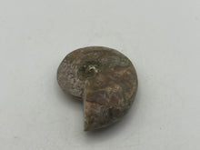 Load image into Gallery viewer, Ammonite fossil aragonite
