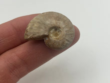 Load image into Gallery viewer, Ammonite fossil aragonite
