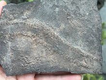 Load image into Gallery viewer, Trilobite trackways (cruziana)
