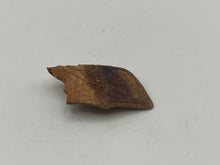 Load image into Gallery viewer, Lepidotes fish scale
