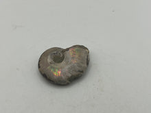 Load image into Gallery viewer, Ammonite fossil aragonite
