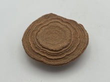 Load image into Gallery viewer, Sand stromatolite desert onion
