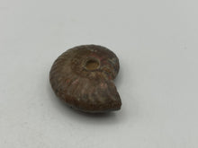 Load image into Gallery viewer, Ammonite fossil aragonite
