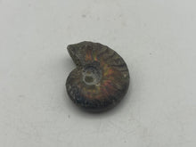 Load image into Gallery viewer, Ammonite fossil aragonite
