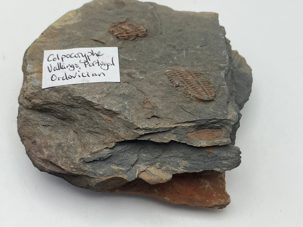 Colpocoryphe Trilobites – Crystal and fossils