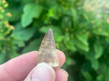 Load image into Gallery viewer, Mosasaur tooth
