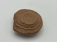 Load image into Gallery viewer, Sand stromatolite desert onion
