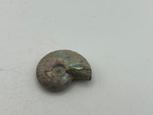 Load image into Gallery viewer, Ammonite fossil aragonite
