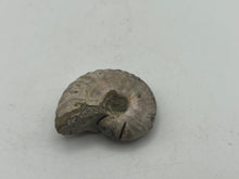 Load image into Gallery viewer, Ammonite fossil aragonite
