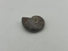 Load image into Gallery viewer, Ammonite fossil aragonite
