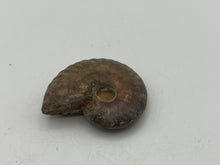 Load image into Gallery viewer, Ammonite fossil aragonite
