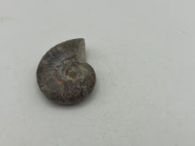 Load image into Gallery viewer, Ammonite fossil aragonite
