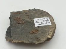 Load image into Gallery viewer, Colpocoryphe Trilobites
