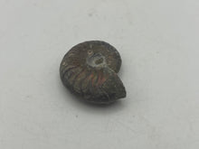 Load image into Gallery viewer, Ammonite fossil aragonite
