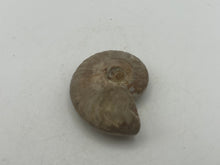 Load image into Gallery viewer, Ammonite fossil aragonite
