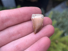 Load image into Gallery viewer, Mosasaur tooth
