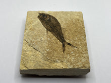 Load image into Gallery viewer, Diplomystus Fossil Fish
