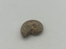 Load image into Gallery viewer, Ammonite fossil aragonite
