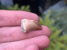 Load image into Gallery viewer, Mosasaur tooth

