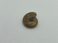 Load image into Gallery viewer, Red Cleonicetas Ammonite
