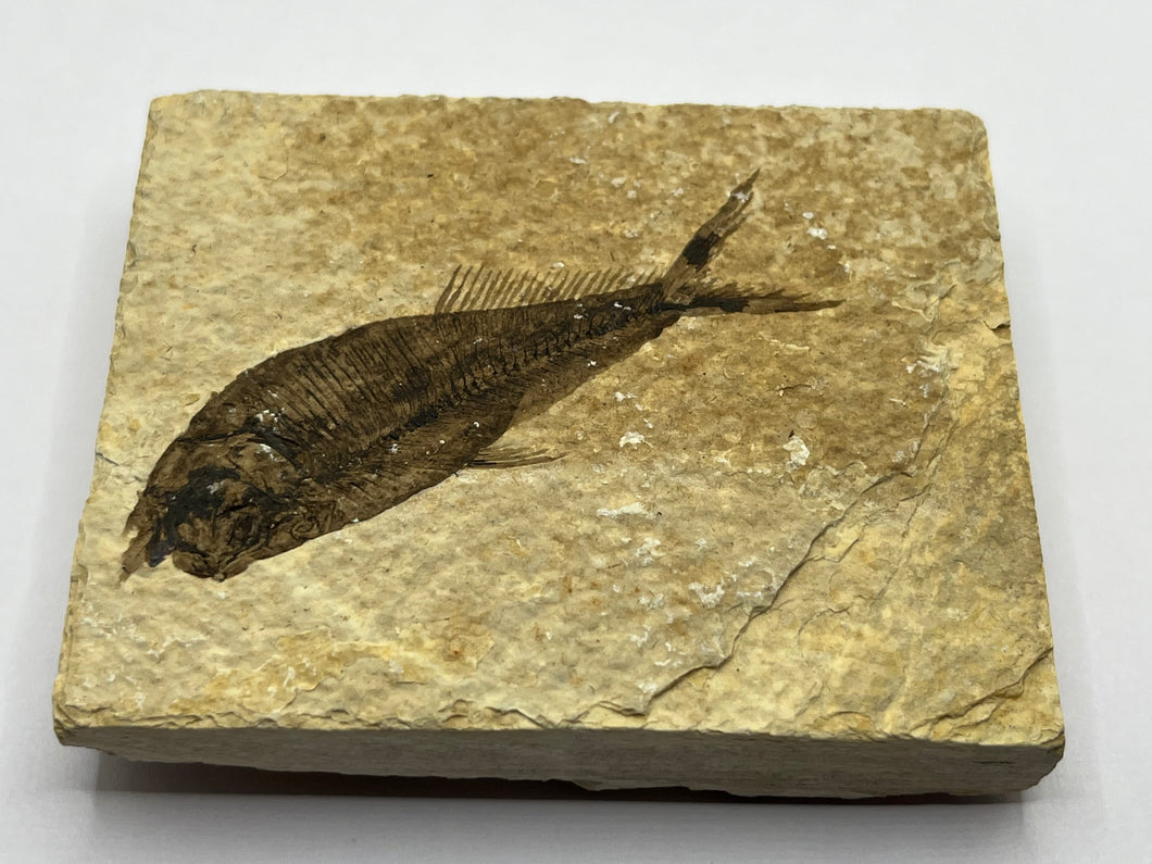 Diplomystus Fossil Fish