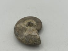 Load image into Gallery viewer, Ammonite fossil aragonite
