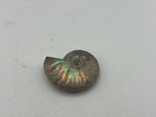 Load image into Gallery viewer, Ammonite fossil aragonite
