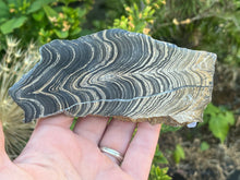 Load image into Gallery viewer, Stromatolite
