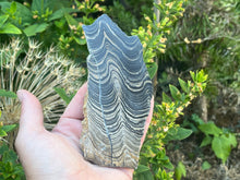 Load image into Gallery viewer, Stromatolite

