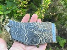 Load image into Gallery viewer, Stromatolite
