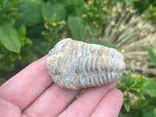 Load image into Gallery viewer, Calymene trilobite
