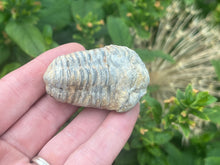 Load image into Gallery viewer, Calymene trilobite
