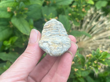 Load image into Gallery viewer, Calymene trilobite
