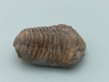 Load image into Gallery viewer, Calymene trilobite
