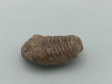 Load image into Gallery viewer, Calymene trilobite

