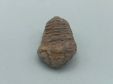 Load image into Gallery viewer, Calymene trilobite
