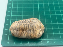 Load image into Gallery viewer, Calymene trilobite
