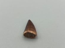 Load image into Gallery viewer, Mosasaur tooth
