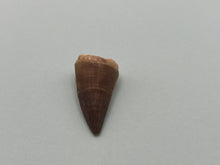 Load image into Gallery viewer, Mosasaur tooth
