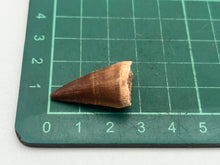 Load image into Gallery viewer, Mosasaur tooth
