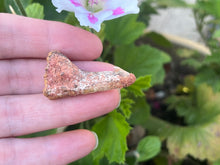 Load image into Gallery viewer, Onchosaurus Rostral spine
