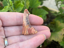 Load image into Gallery viewer, Onchosaurus Rostral spine
