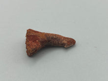 Load image into Gallery viewer, Onchosaurus Rostral spine
