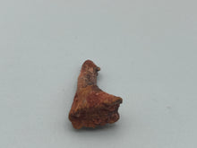 Load image into Gallery viewer, Onchosaurus Rostral spine
