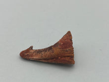 Load image into Gallery viewer, Onchosaurus Rostral spine
