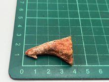 Load image into Gallery viewer, Onchosaurus Rostral spine
