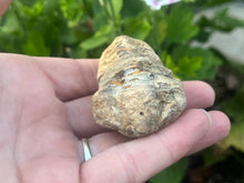Load image into Gallery viewer, Calymene trilobite
