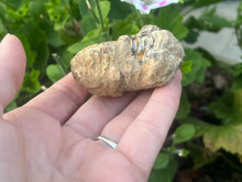 Load image into Gallery viewer, Calymene trilobite
