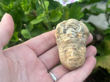 Load image into Gallery viewer, Calymene trilobite
